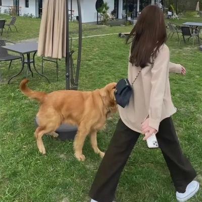 醒目狗救主擒凶